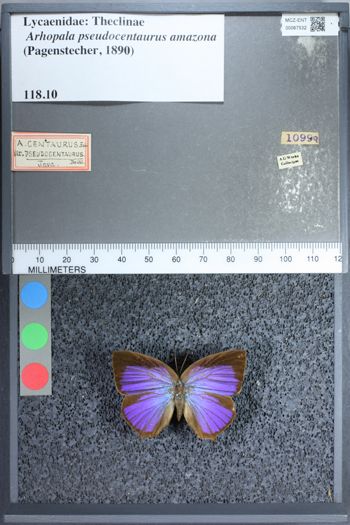 Media type: image;   Entomology 67532